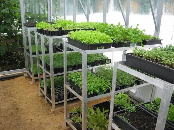 Обустройство теплицы внутри Обустройство теплицы внутри