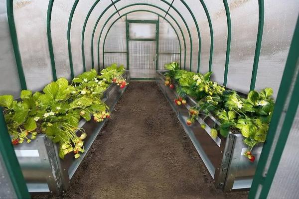 Обустройство теплицы внутри Обустройство теплицы внутри