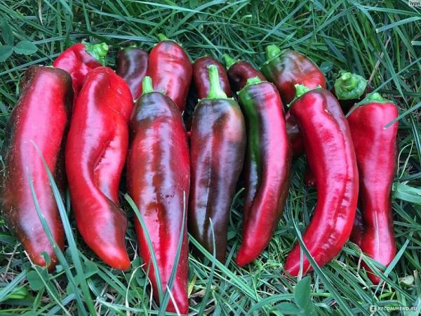 Тепличные шедевры: лучшие сорта и гибриды сладкого перца для закрытого грунта Тепличные шедевры: лучшие сорта и гибриды сладкого перца для закрытого грунта