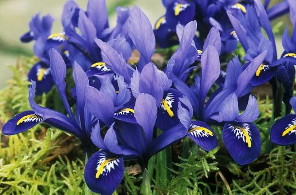 Луковичные садовые цветы &ndash; названия, описания и фото