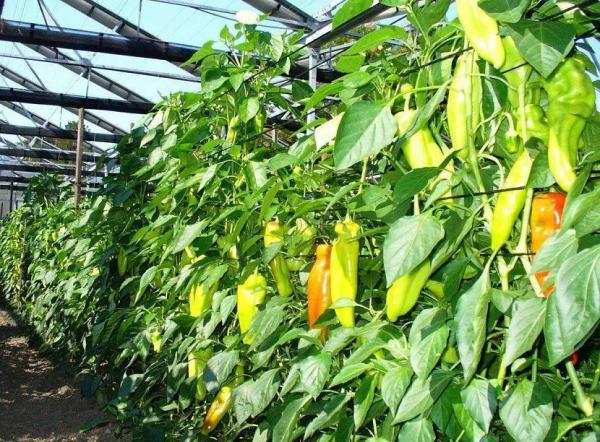 Тепличные шедевры: лучшие сорта и гибриды сладкого перца для закрытого грунта Тепличные шедевры: лучшие сорта и гибриды сладкого перца для закрытого грунта