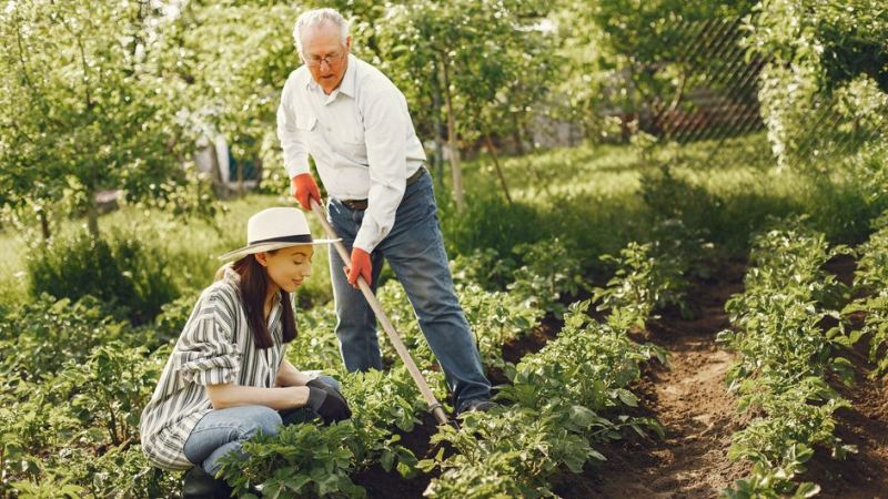 Мужчина и женщина в огороде собирают урожай с грядки в августе