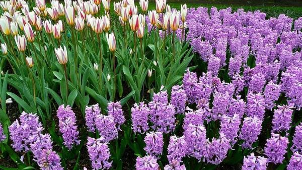 Луковичные садовые цветы &ndash; названия, описания и фото