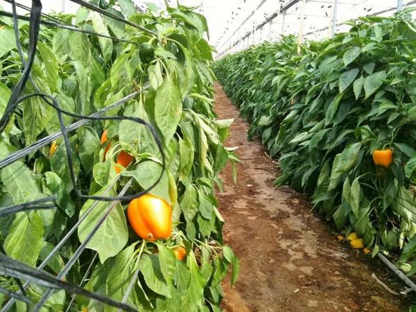 Тепличные шедевры: лучшие сорта и гибриды сладкого перца для закрытого грунта Тепличные шедевры: лучшие сорта и гибриды сладкого перца для закрытого грунта