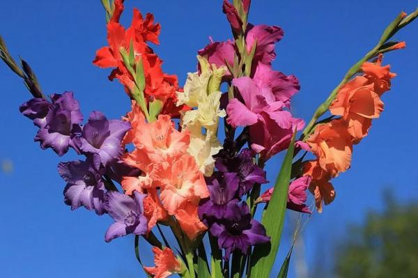 Луковичные садовые цветы &ndash; названия, описания и фото