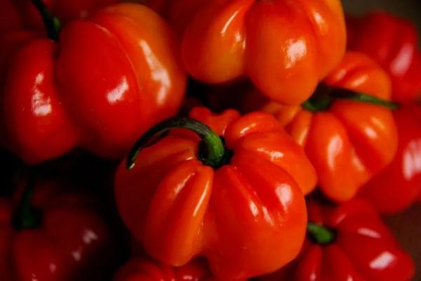 Тепличные шедевры: лучшие сорта и гибриды сладкого перца для закрытого грунта Тепличные шедевры: лучшие сорта и гибриды сладкого перца для закрытого грунта