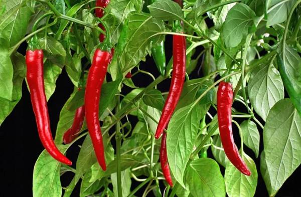 Тепличные шедевры: лучшие сорта и гибриды сладкого перца для закрытого грунта Тепличные шедевры: лучшие сорта и гибриды сладкого перца для закрытого грунта