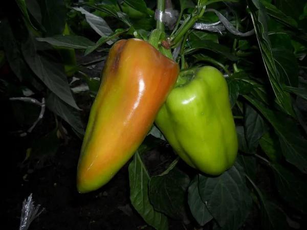 Тепличные шедевры: лучшие сорта и гибриды сладкого перца для закрытого грунта Тепличные шедевры: лучшие сорта и гибриды сладкого перца для закрытого грунта