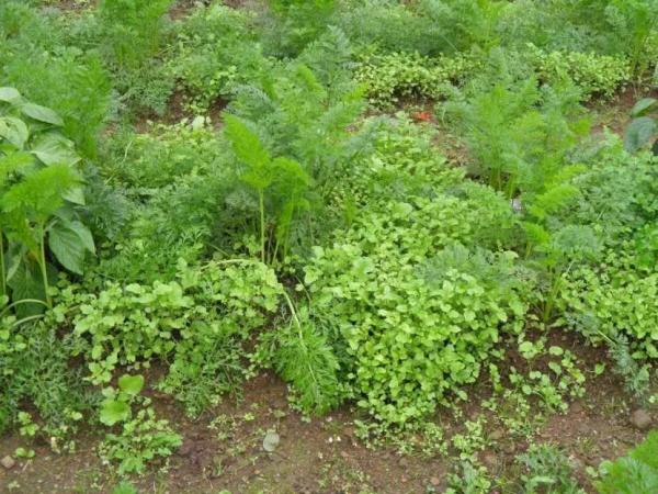 Сидераты на участке: как выбрать и использовать подходящие зеленые удобрения