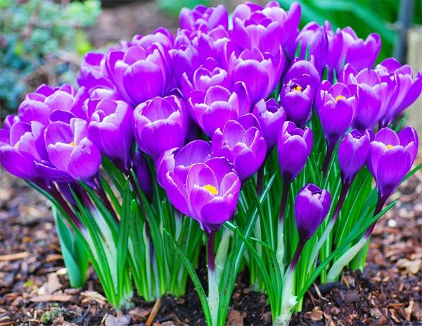 Луковичные садовые цветы &ndash; названия, описания и фото