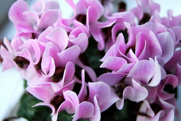 Луковичные садовые цветы &ndash; названия, описания и фото