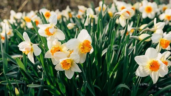 Луковичные садовые цветы &ndash; названия, описания и фото