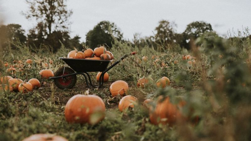 Правильно срезанные тыквы собирают в садовую тачку