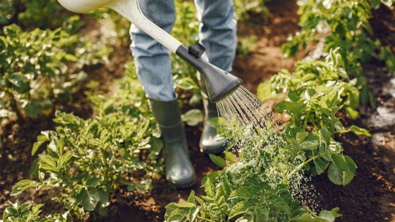Садовод поливает грядки, которые нельзя перекапывать в августе