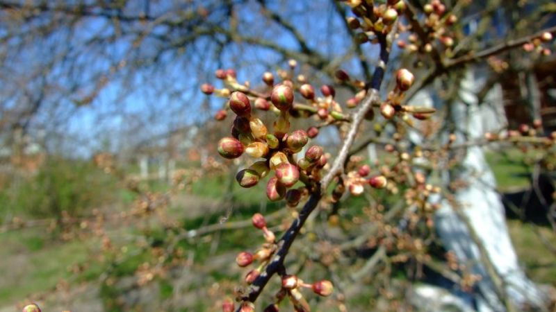 Побеленный ствол дерева в саду