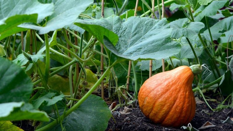 Тыква в огороде