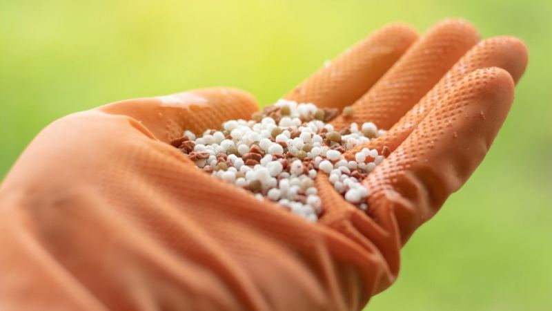 Удобрения для подкормки многолетних цветов и декоративных растений