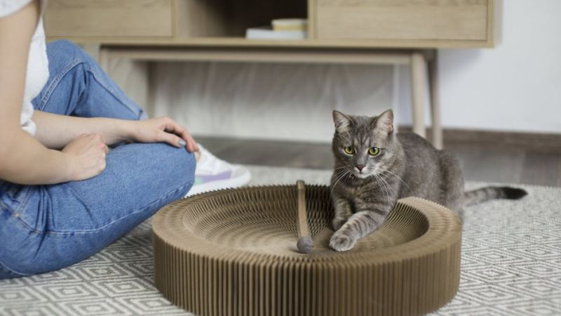 Кошка лежит в домике-когтеточке 