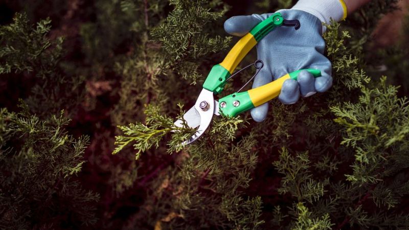 Обрезка кустарников согласно лунному календарю