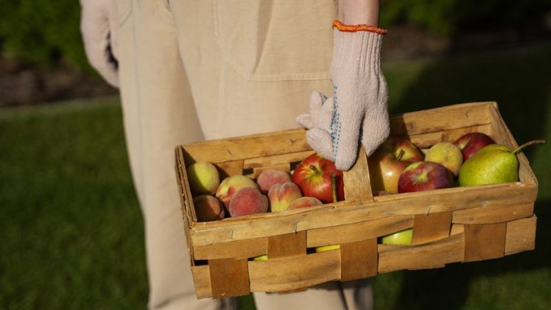 Девушка собирает яблоки и груше в саду по рекомендациям лунного календаря огородника