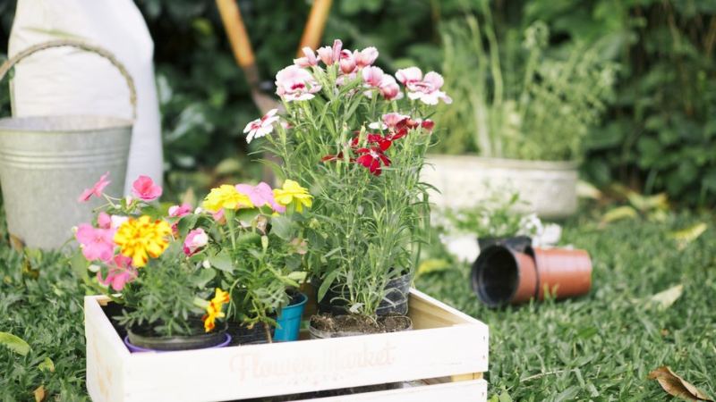 Работы в огороде согласно лунному календарю