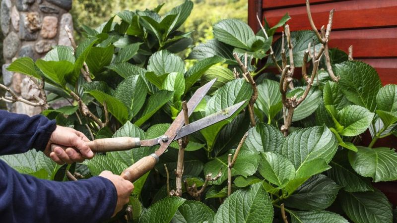Мужчина обрезает растение в саду по лунному календарю огородника