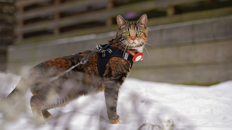 Кошка в шлейке гуляет на улице 